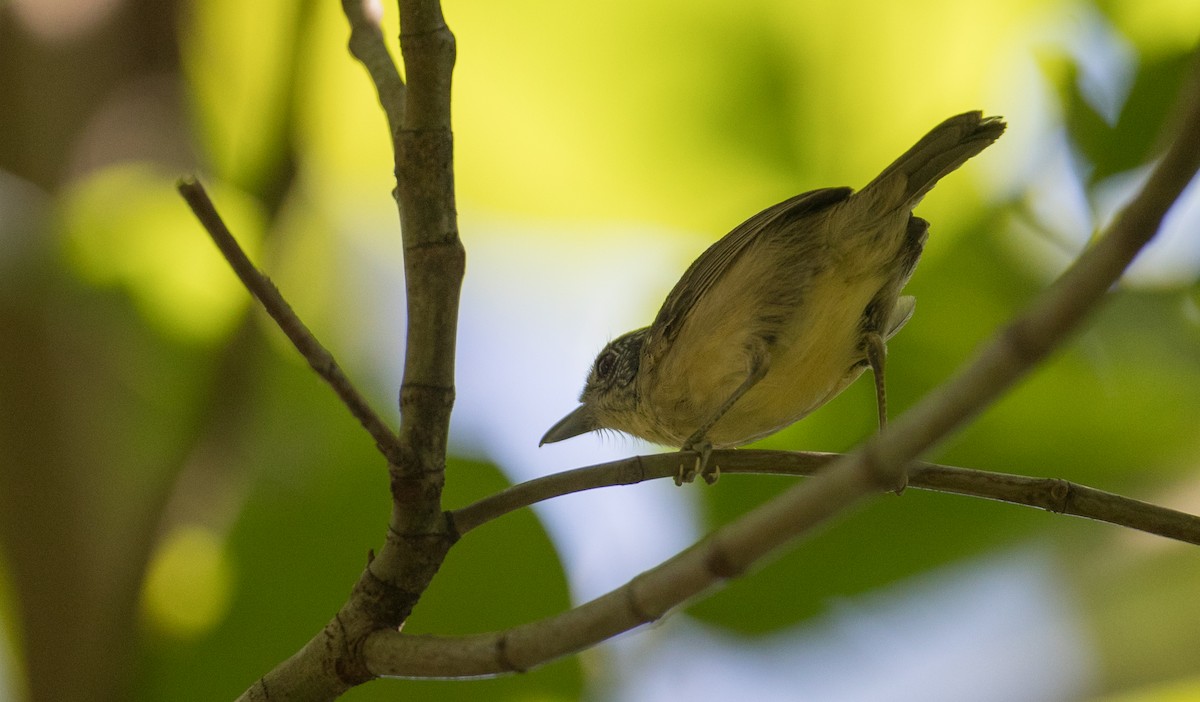 Fleckenbrust-Ameisenvogel - ML136513541