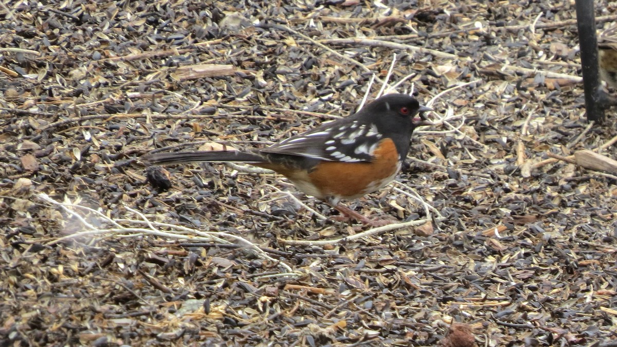 Spotted Towhee - ML136513711