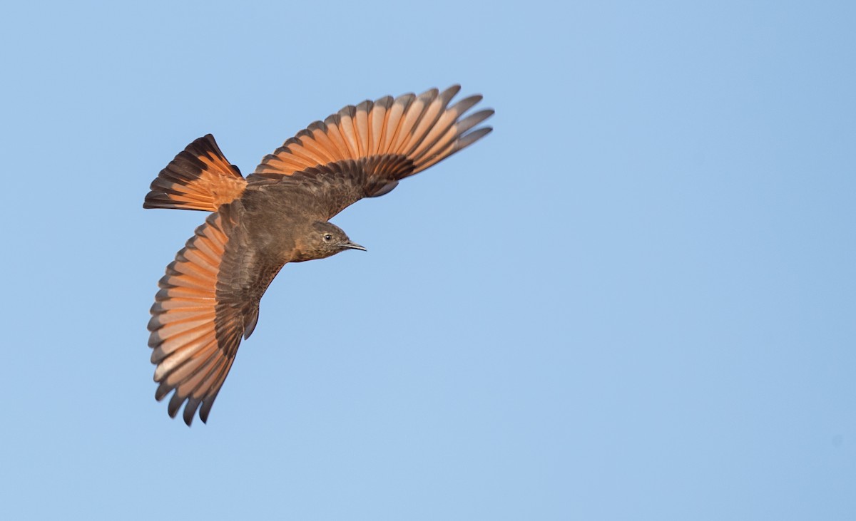 Cliff Flycatcher - ML136513931