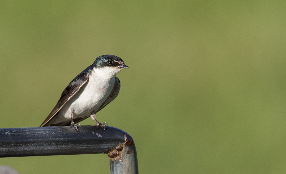 White-rumped Swallow - Ian Davies