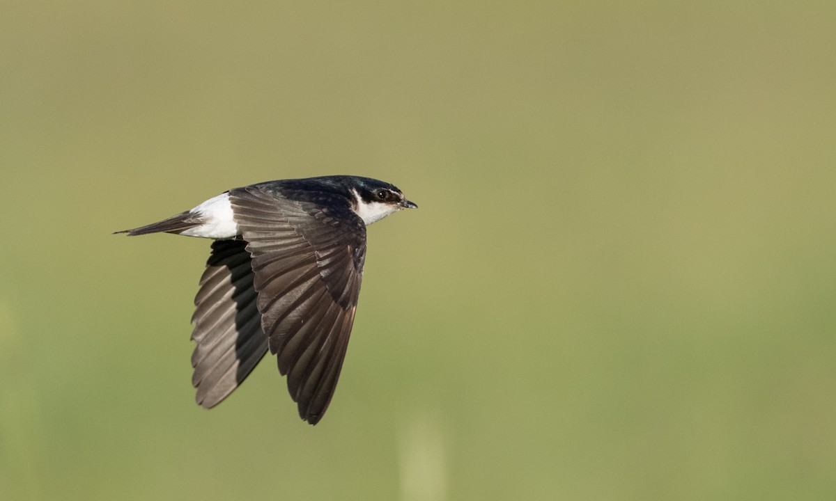 White-rumped Swallow - Ian Davies