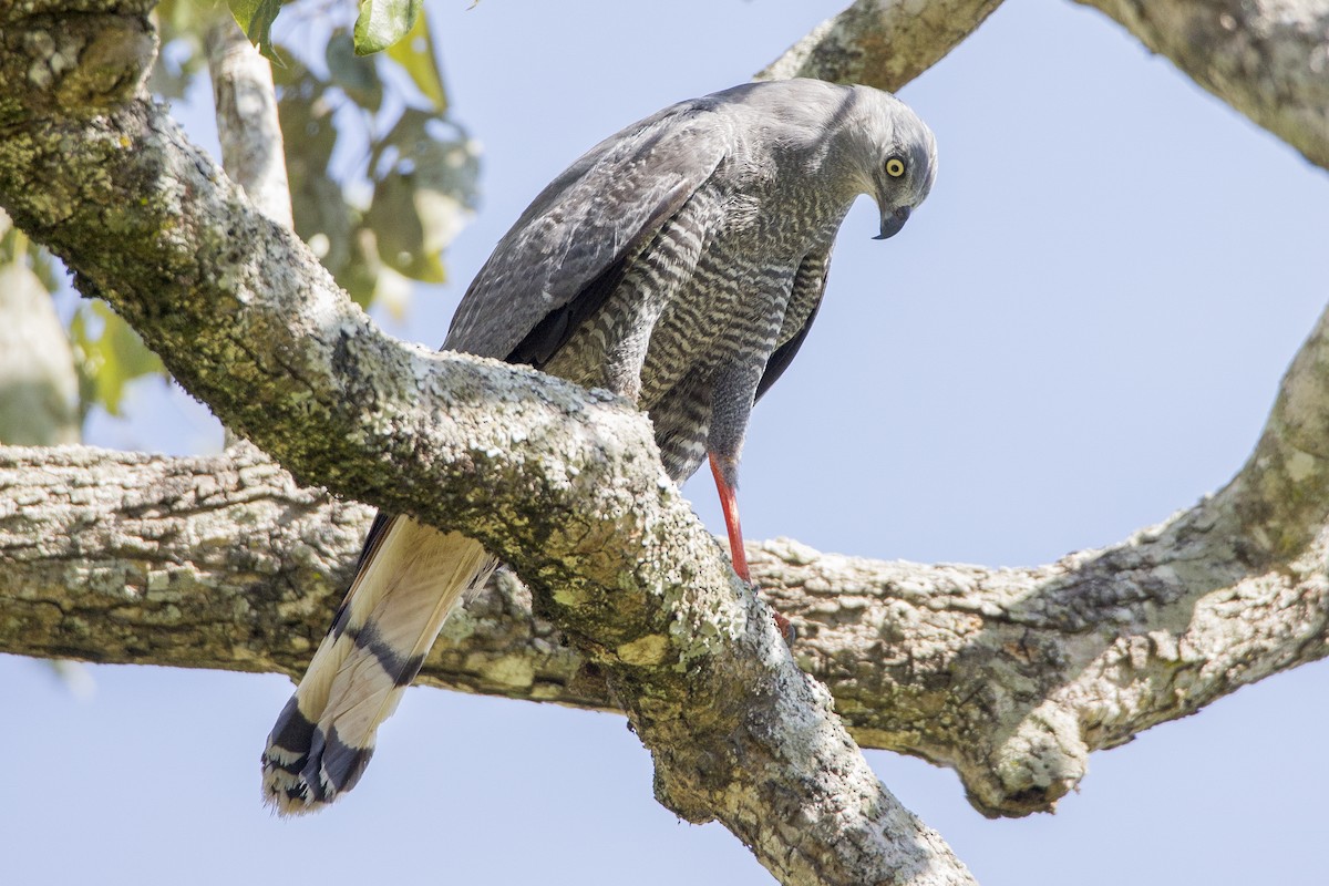 Crane Hawk - Matt Trevillion