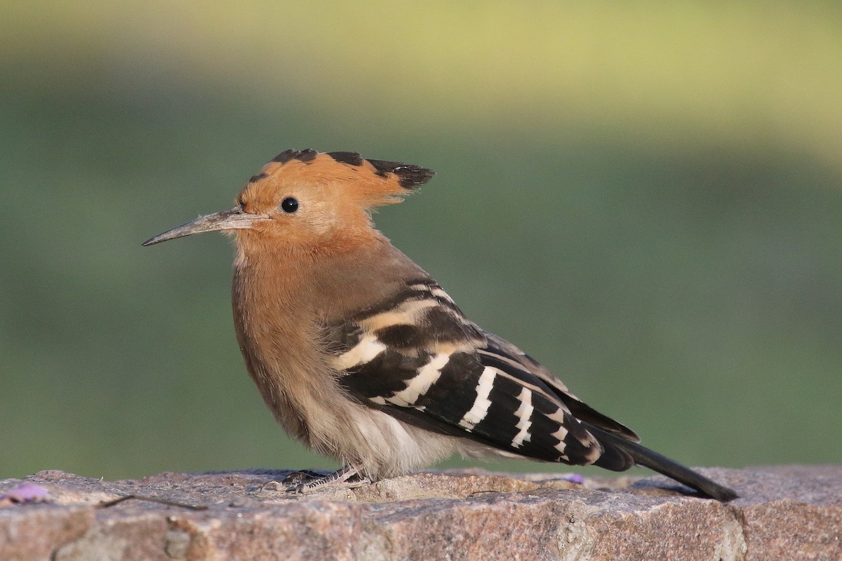 Madagascar Hoopoe - Stephen Gast