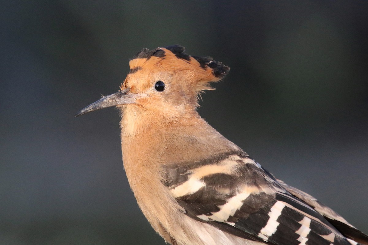 Madagascar Hoopoe - Stephen Gast