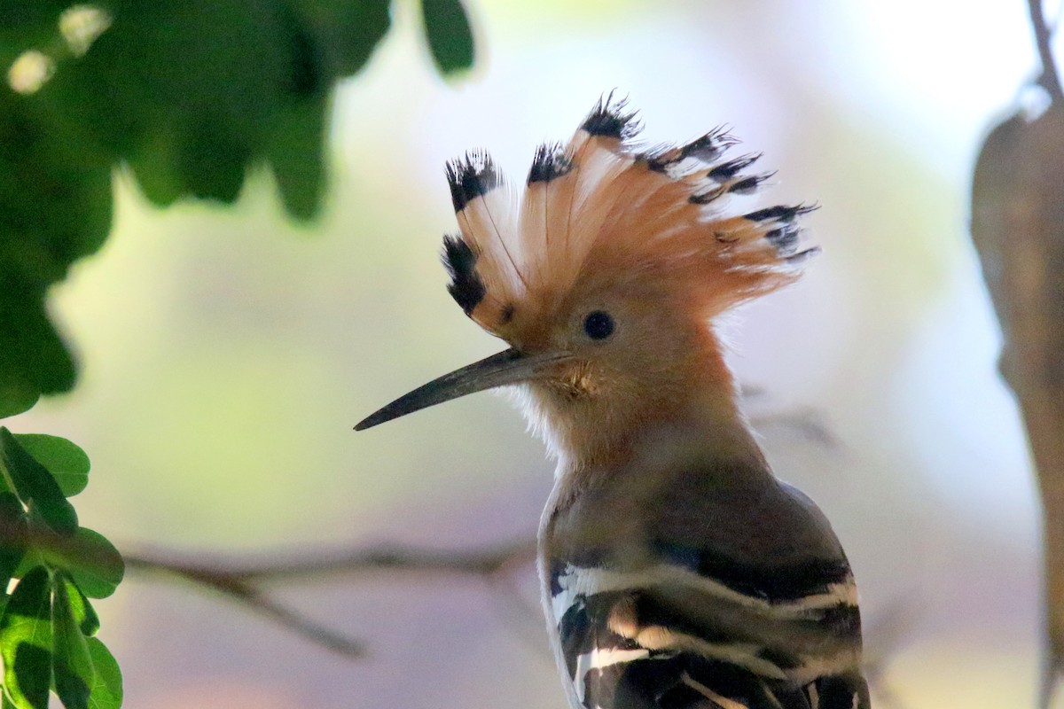 Madagascar Hoopoe - ML136516051