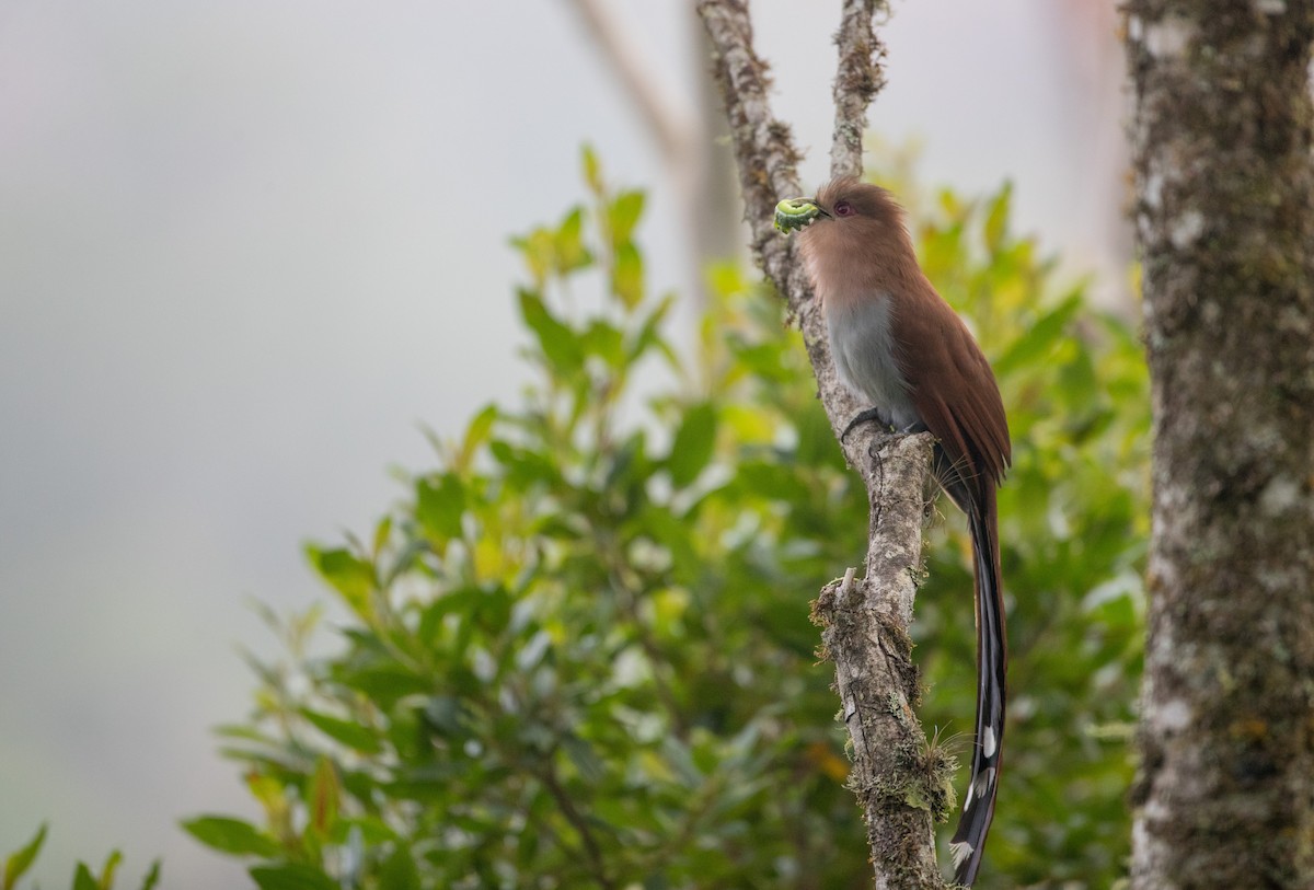 Squirrel Cuckoo - ML136516141