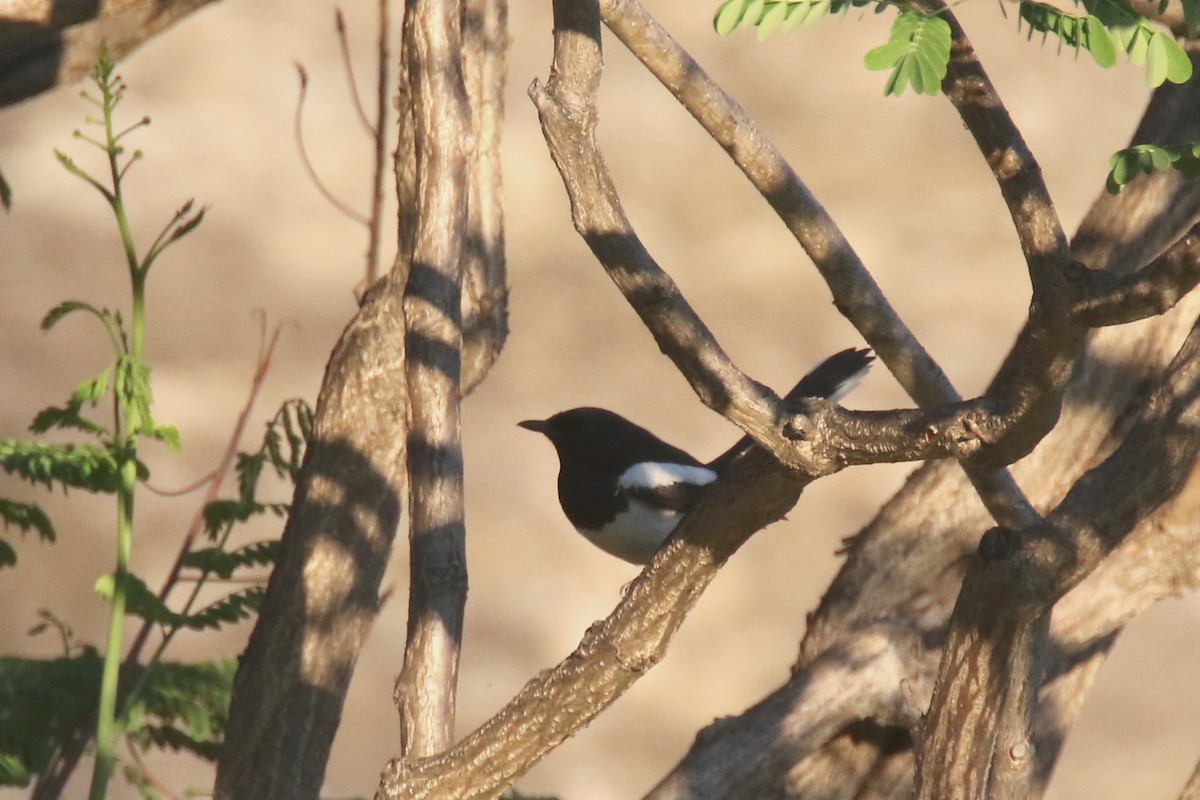 Madagascar Magpie-Robin - ML136516251