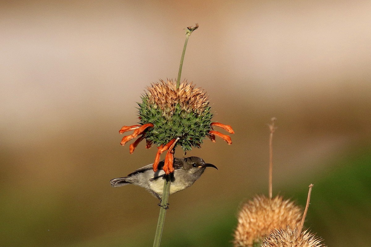 Souimanga Sunbird - ML136516351