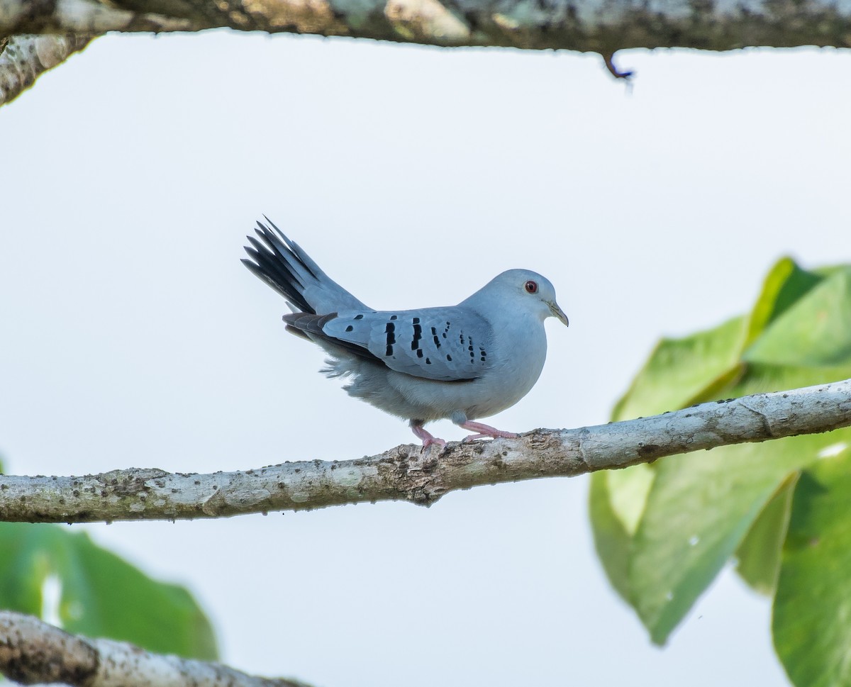 Blue Ground Dove - ML136516461