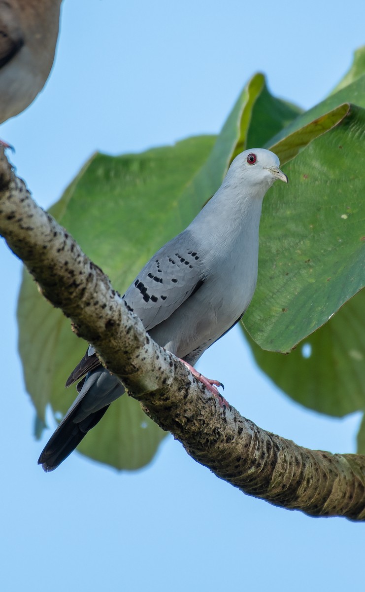 Blue Ground Dove - ML136516531