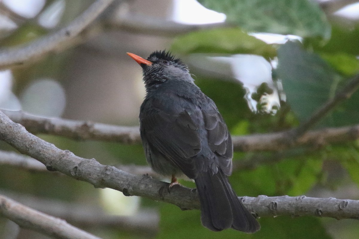 Malagasy Bulbul - ML136516751