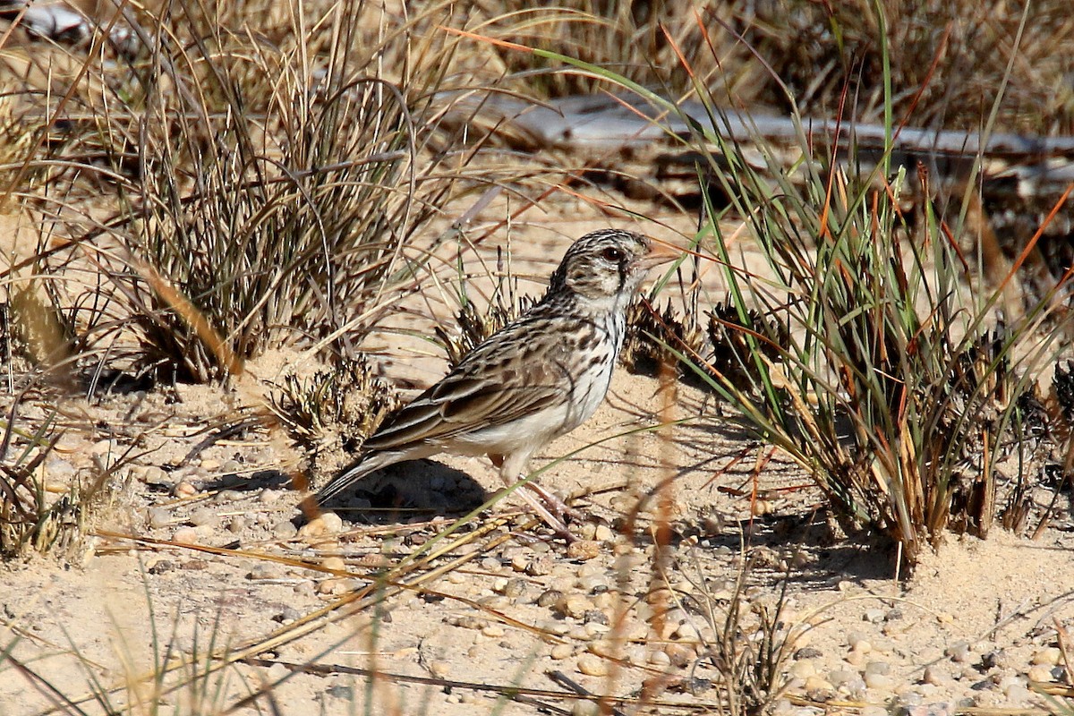 Madagascar Lark - ML136517021