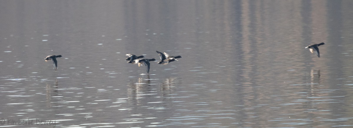 Lesser Scaup - ML136517781