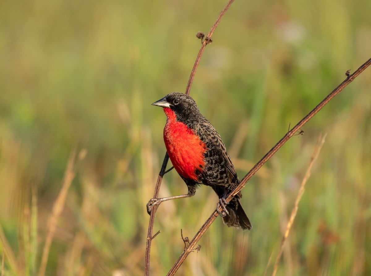 Red-breasted Meadowlark - ML136518241