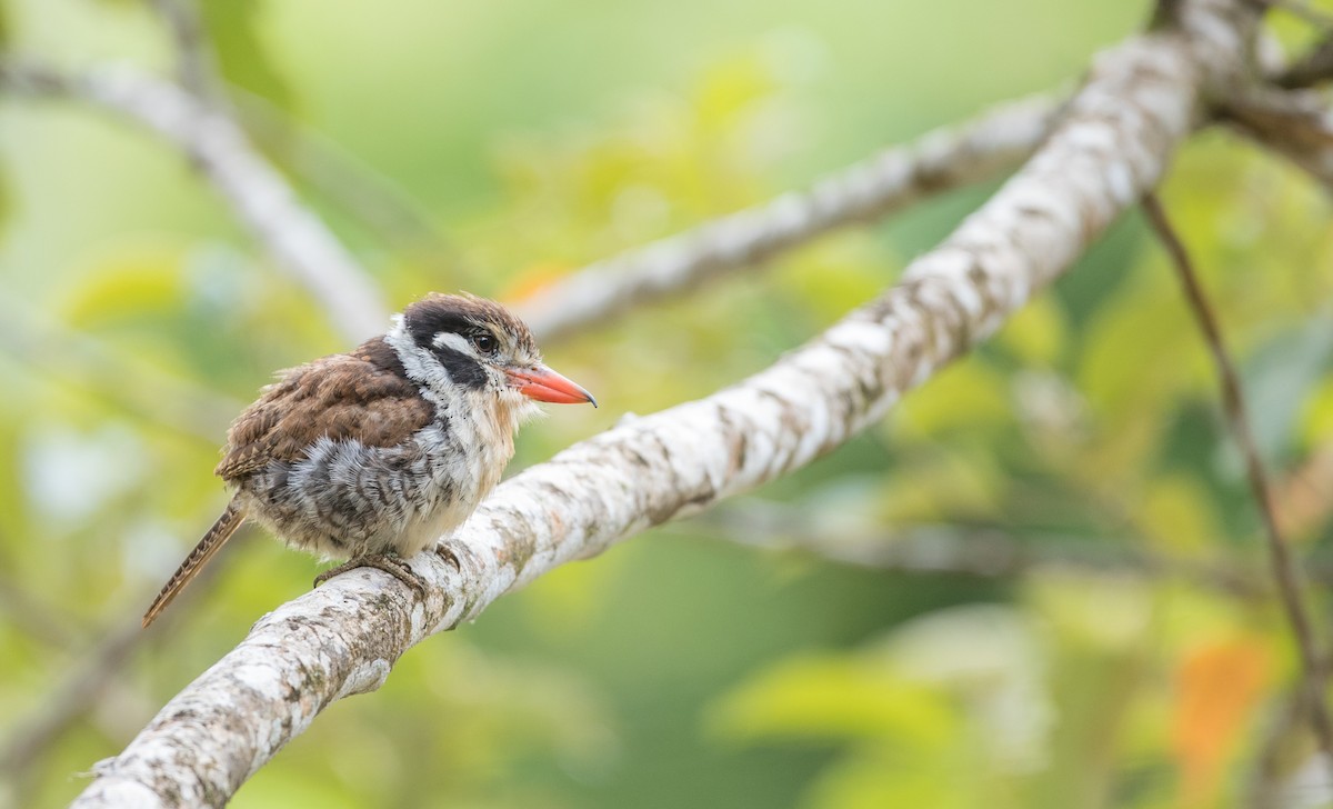 White-eared Puffbird - Ian Davies