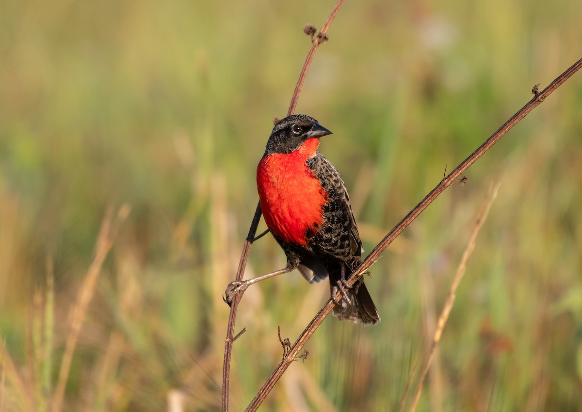 Red-breasted Meadowlark - ML136518461