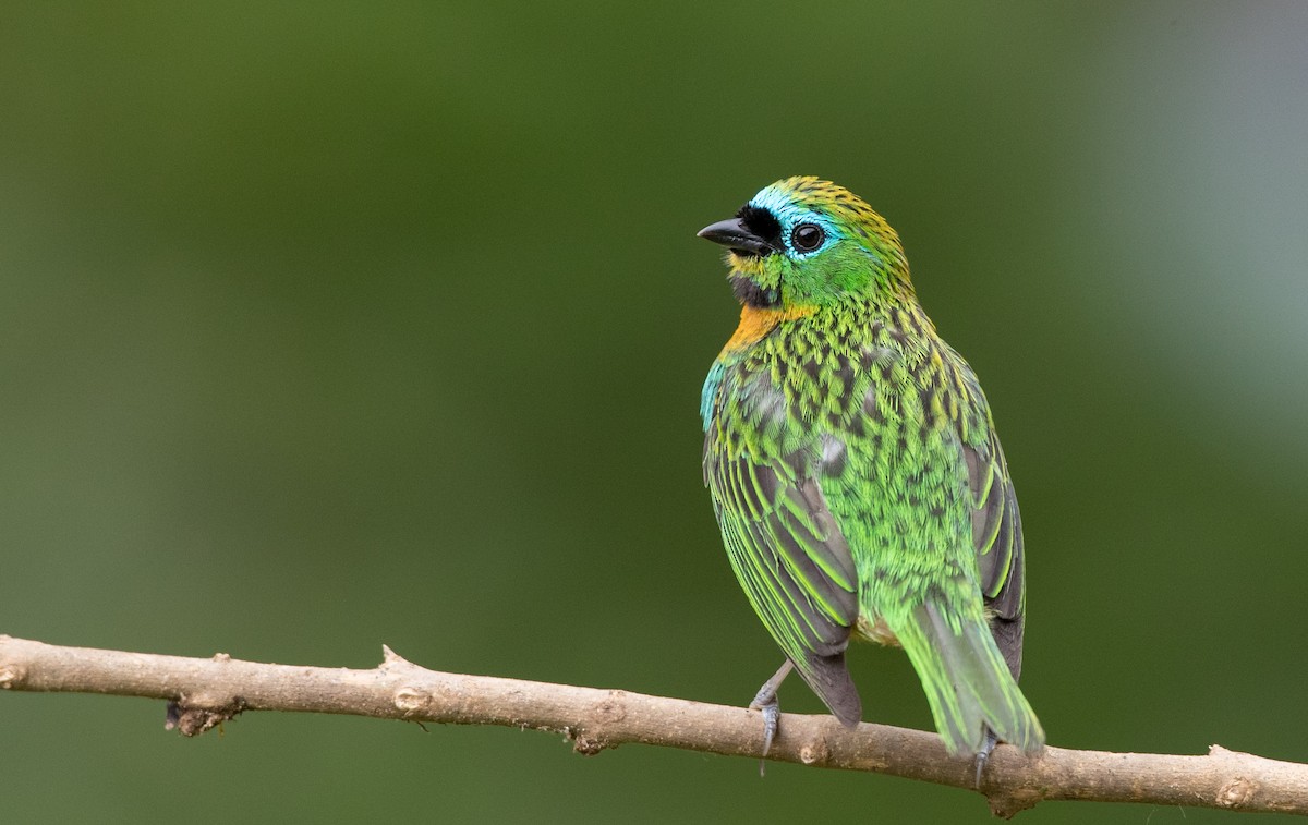 Brassy-breasted Tanager - ML136518481