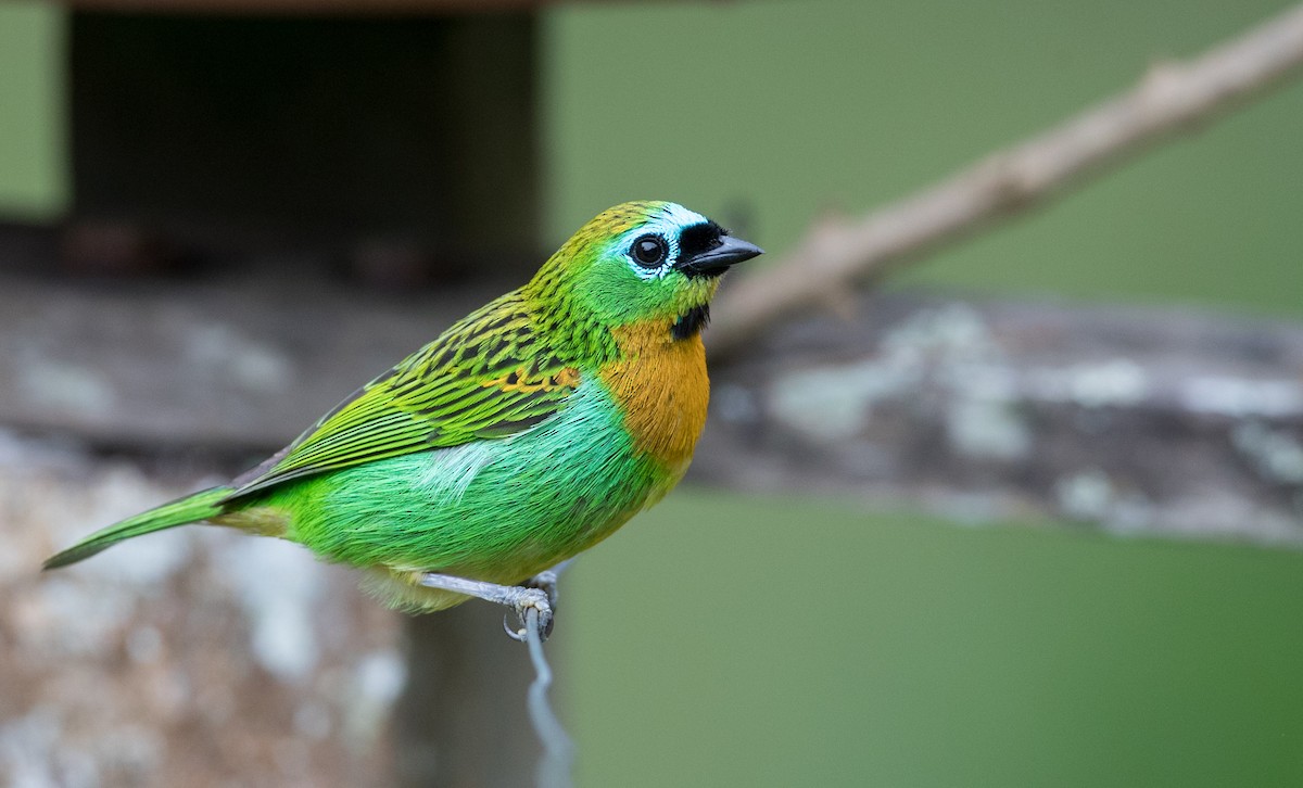 Brassy-breasted Tanager - Ian Davies