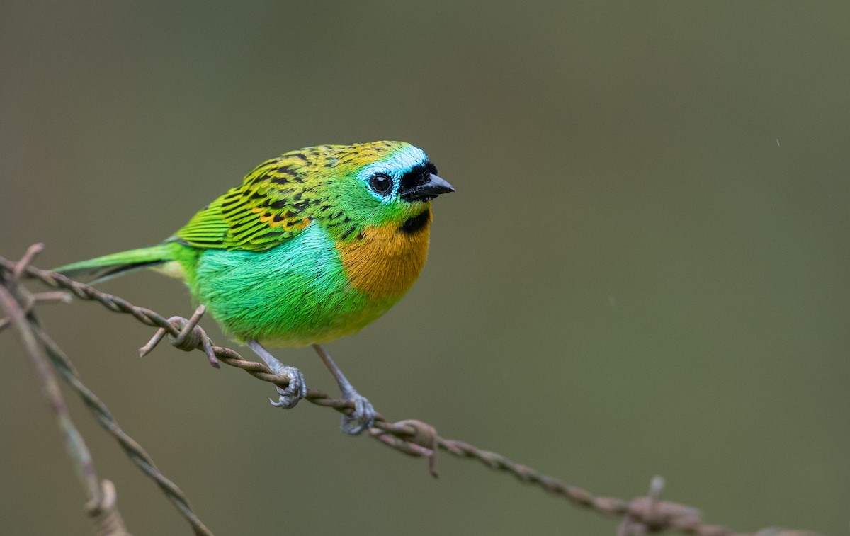 Brassy-breasted Tanager - Ian Davies