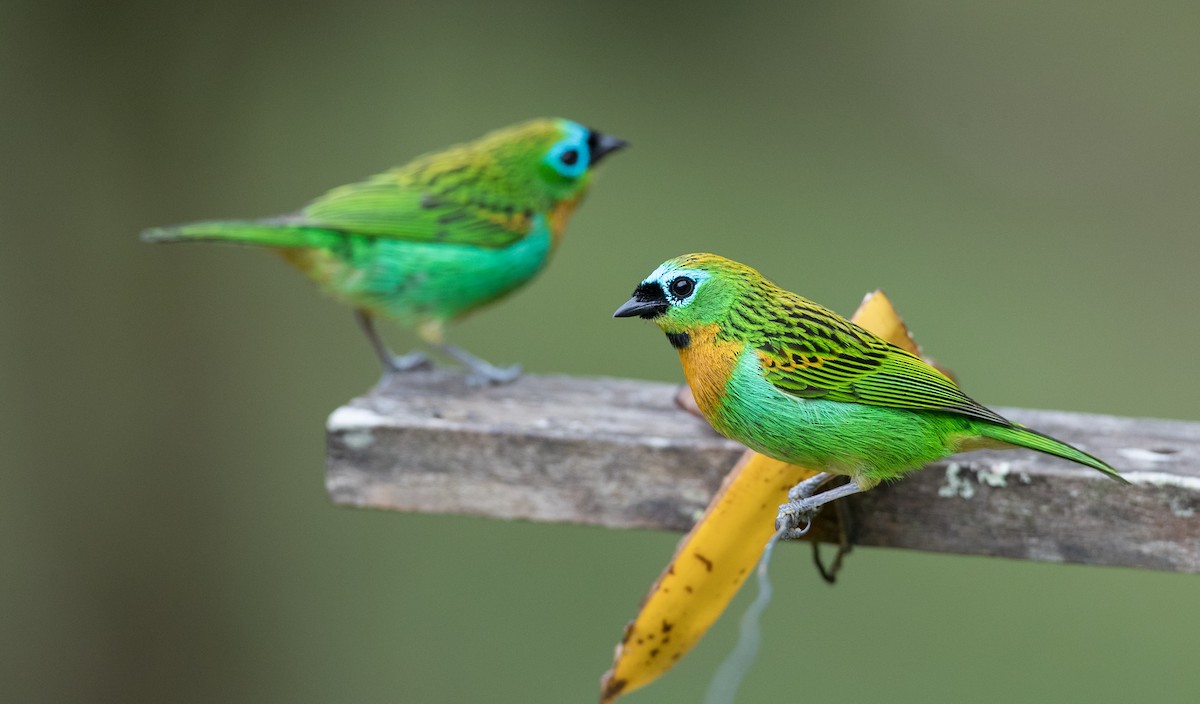 Brassy-breasted Tanager - Ian Davies