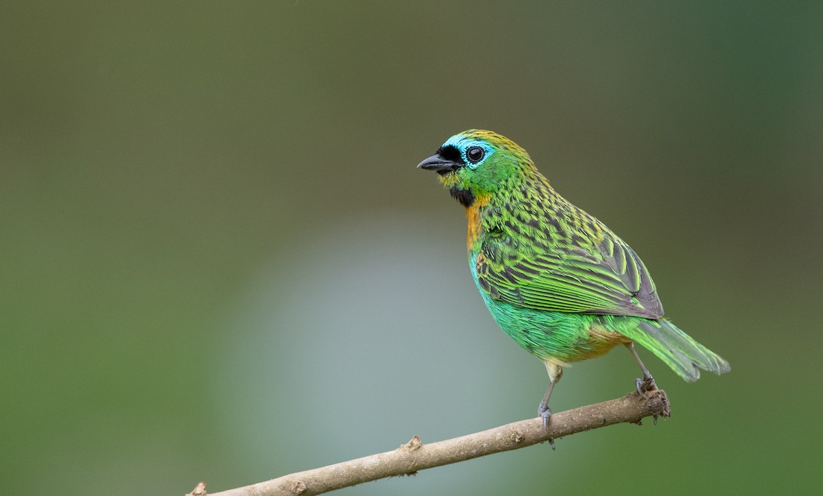 Brassy-breasted Tanager - Ian Davies