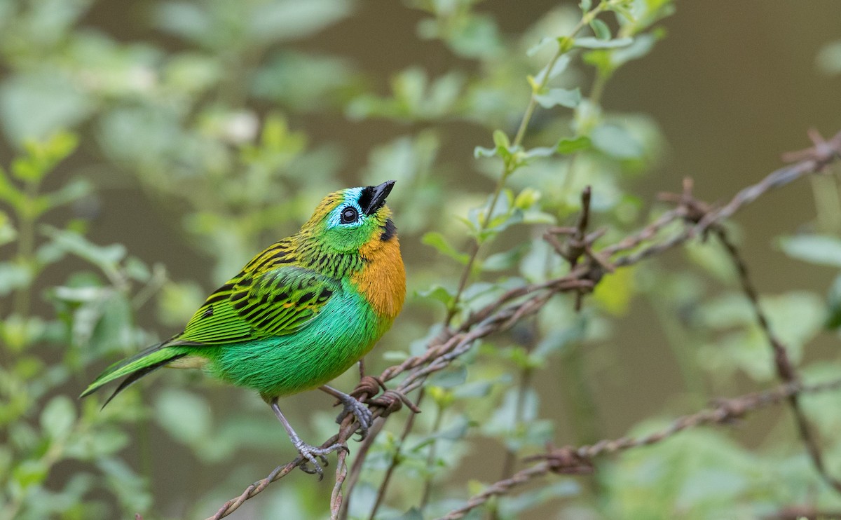 Brassy-breasted Tanager - ML136518571