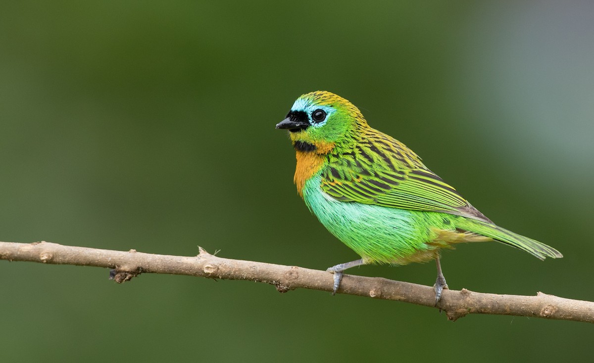 Brassy-breasted Tanager - Ian Davies