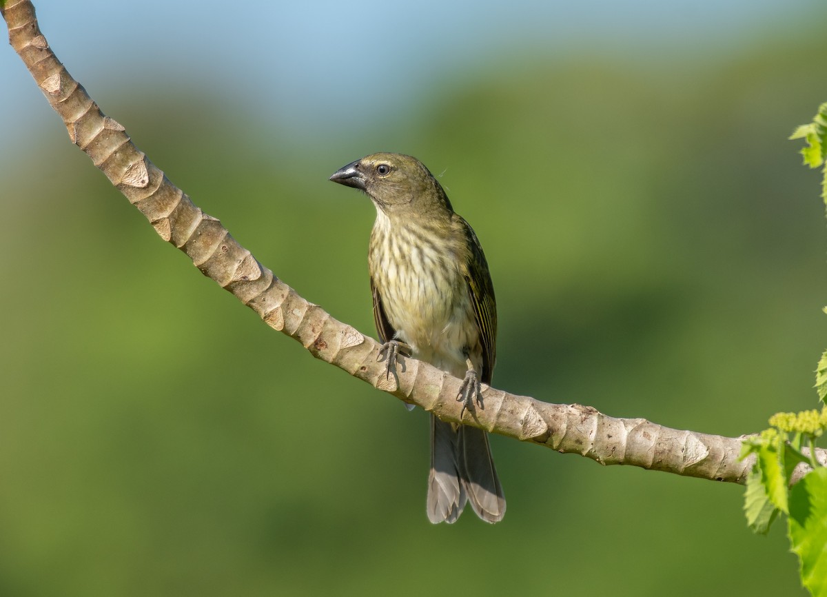 Çizgili Saltator - ML136519271