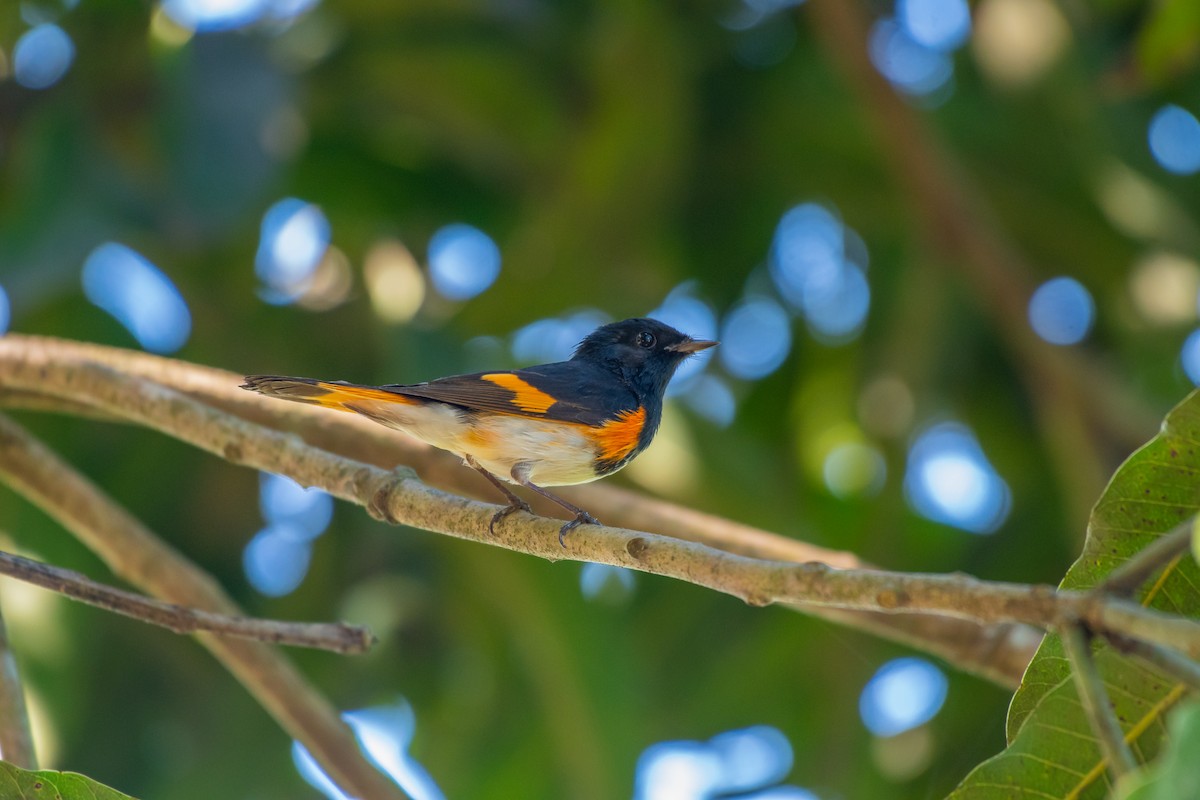 American Redstart - Rio Dante