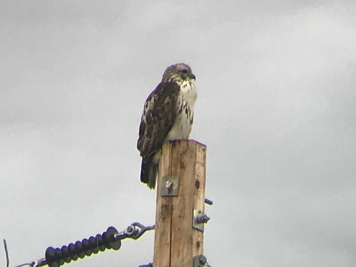 Red-tailed Hawk (Harlan's) - ML136520741