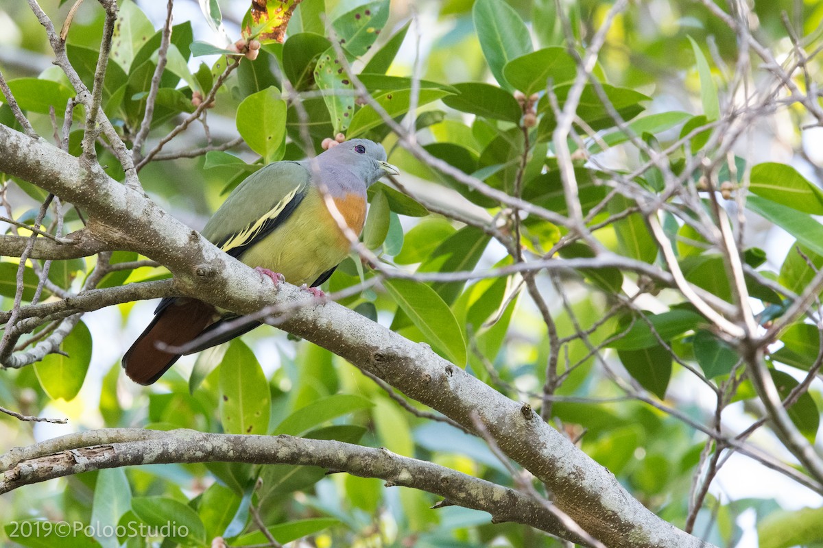 Pink-necked Green-Pigeon - ML136521041