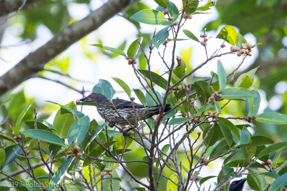 Asian Glossy Starling - Wei Yan