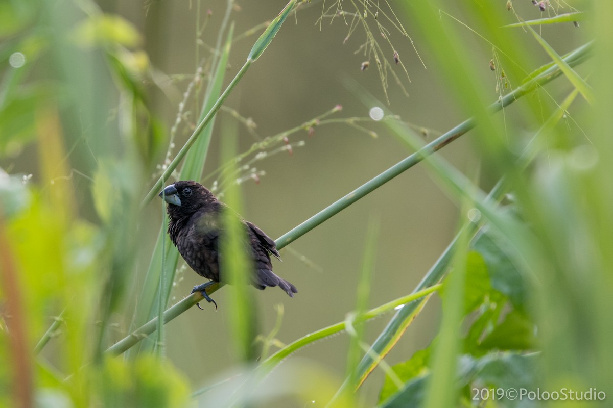 Dusky Munia - ML136521141