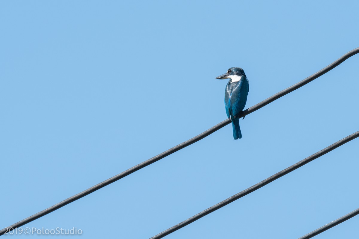 Collared Kingfisher - ML136521311