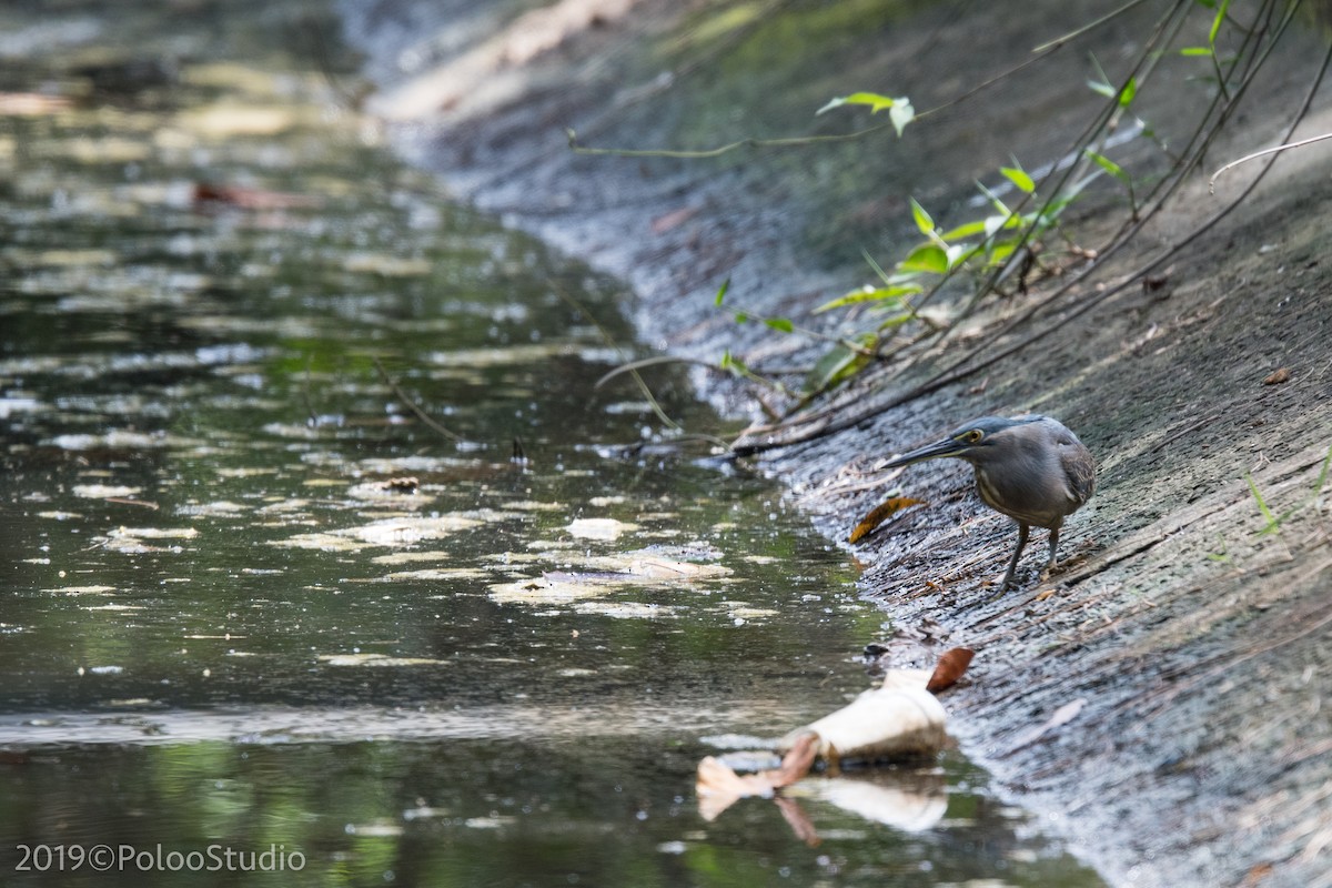 Striated Heron - ML136521751