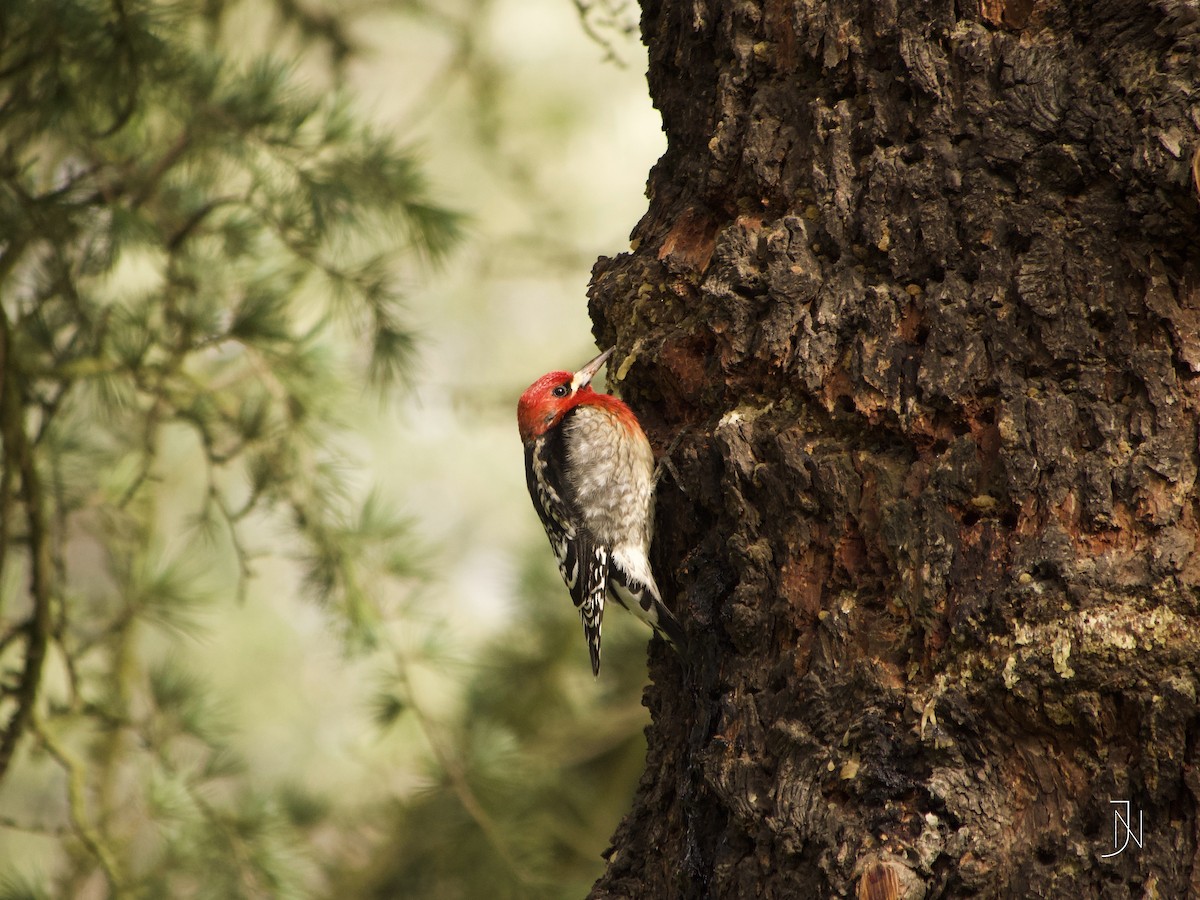 Red-breasted Sapsucker - ML136522161