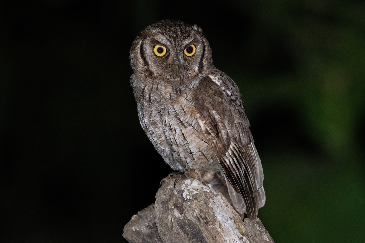 Tropical Screech-Owl - ML136523811