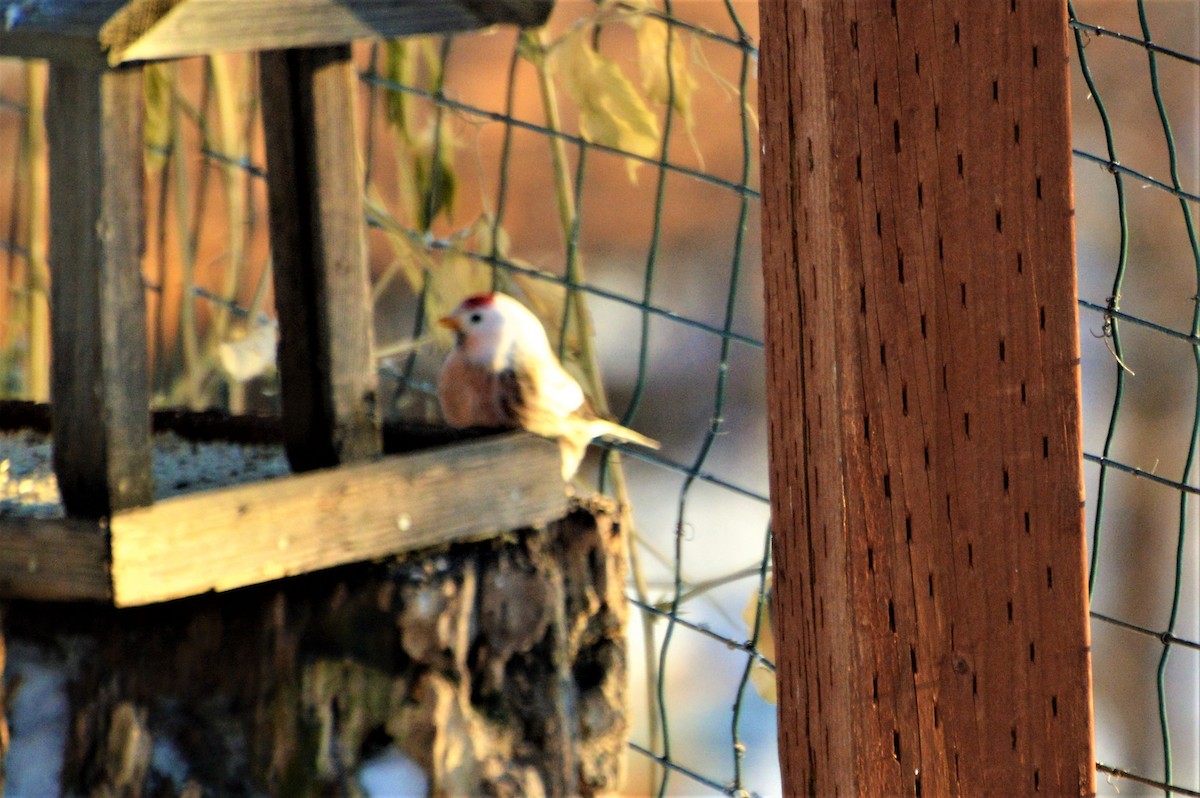 Hoary Redpoll - Robin Collman