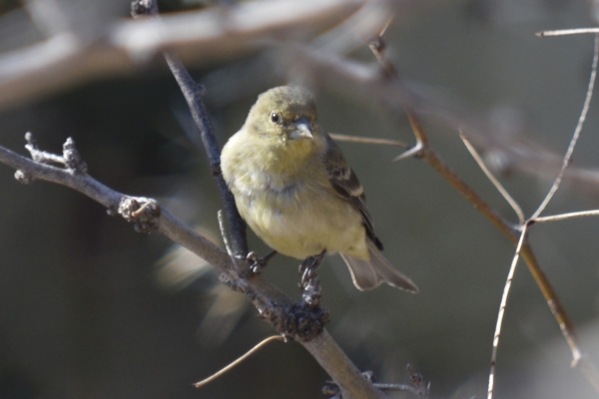 Lesser Goldfinch - ML136525681