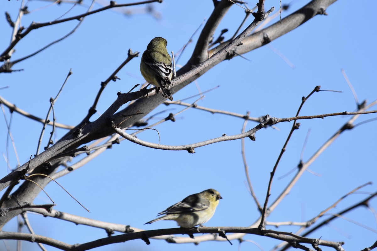 Lesser Goldfinch - ML136525711