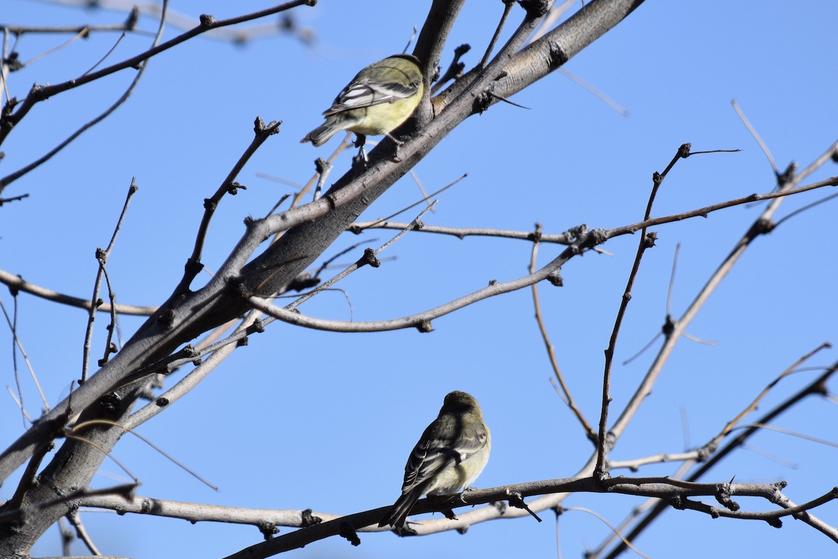 Lesser Goldfinch - ML136525731