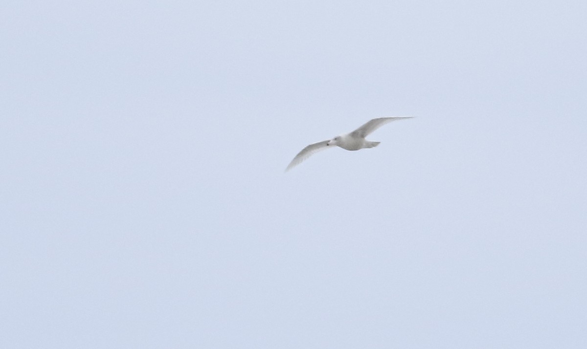 Eismöwe - ML136526671