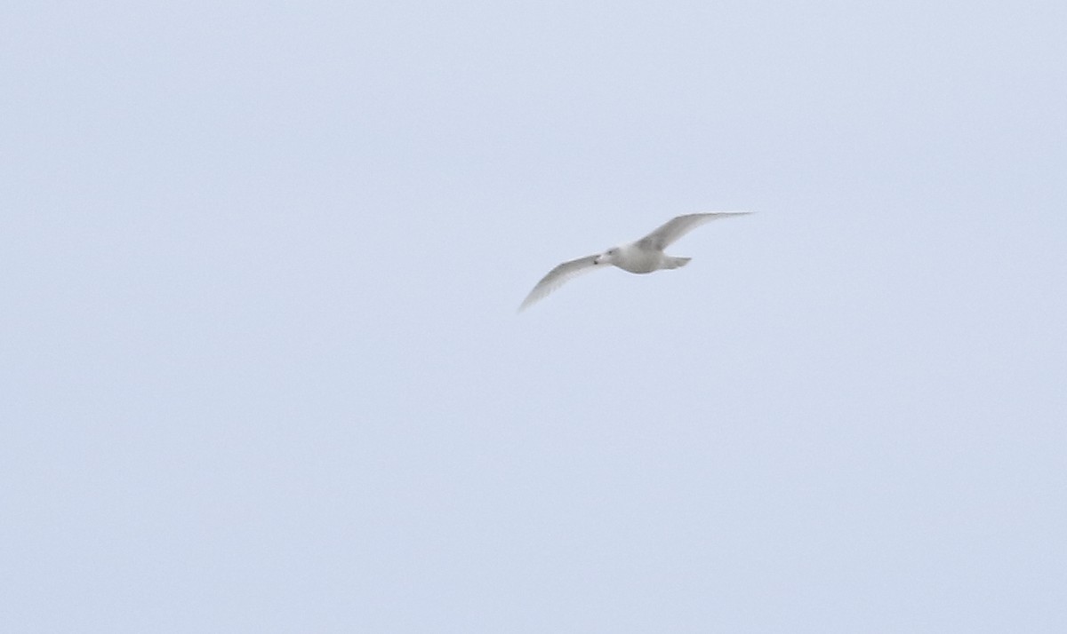 Glaucous Gull - ML136526671