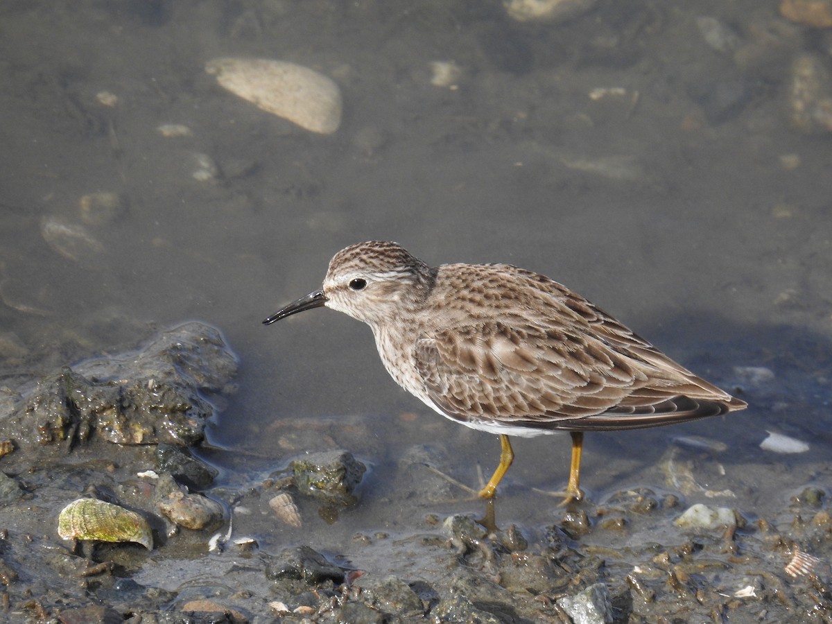 Least Sandpiper - James Maley