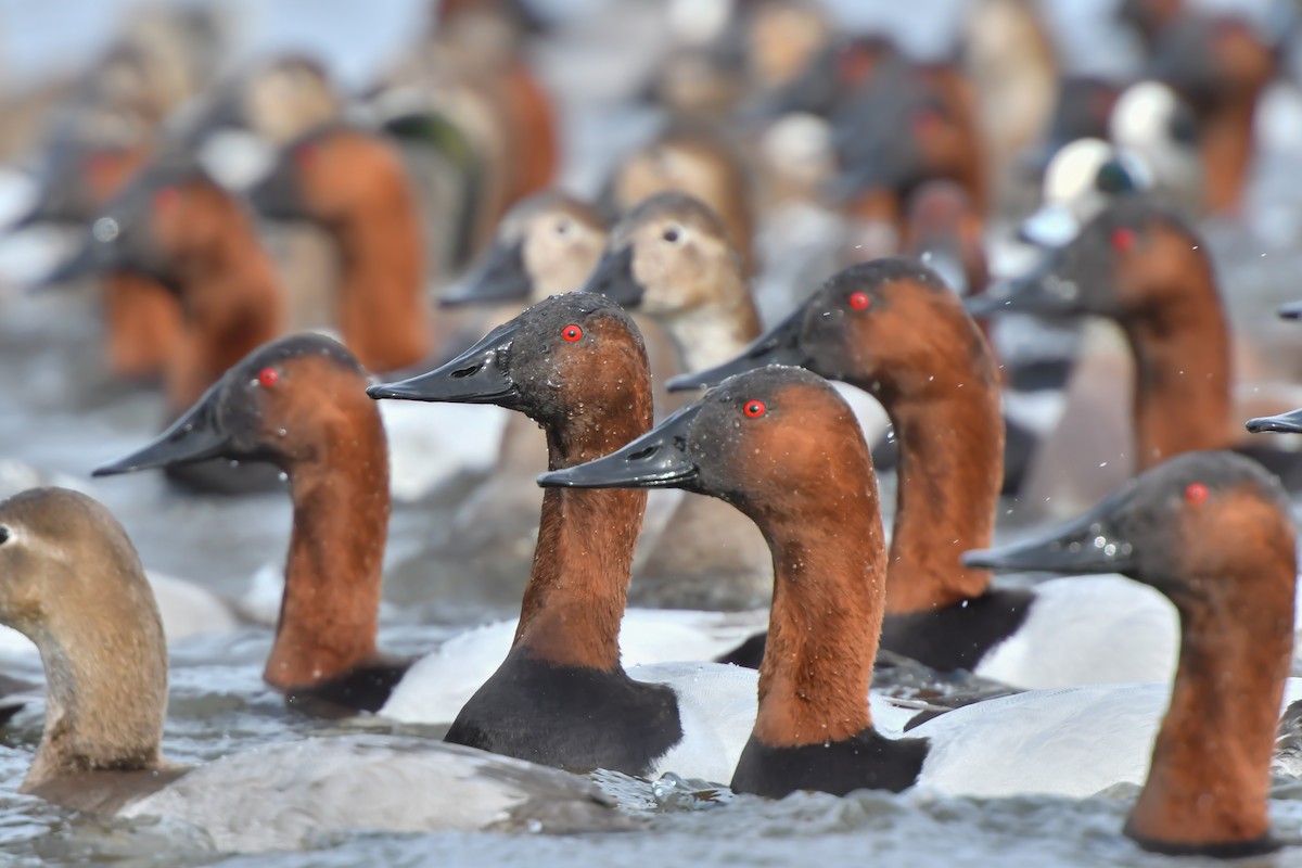 Canvasback - ML136531001