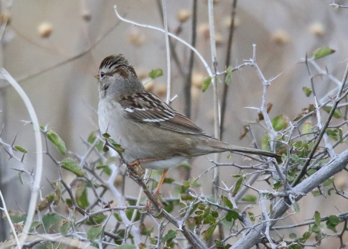 White-crowned Sparrow - Louis Hoeniger