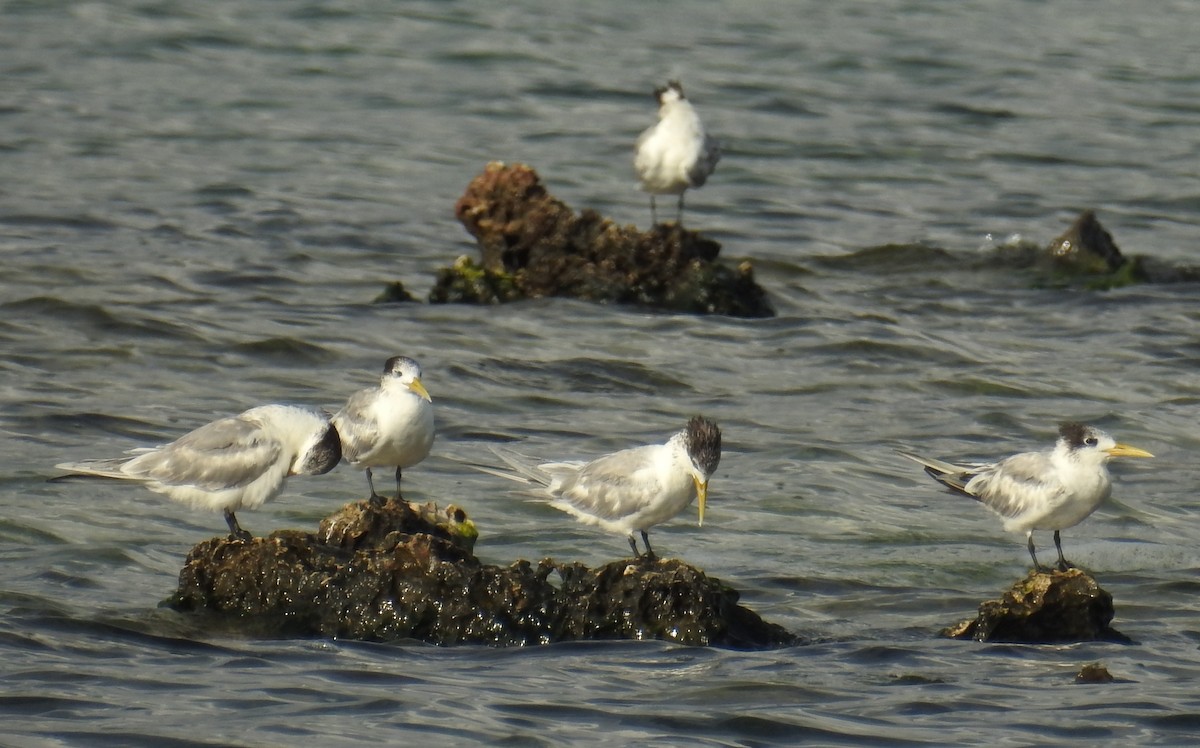 Great Crested Tern - Colin Trainor