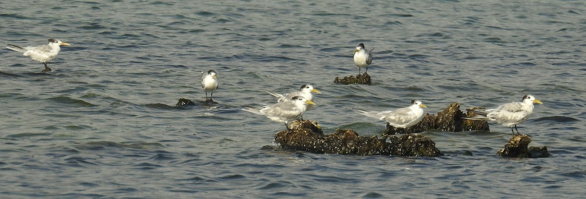 Great Crested Tern - Colin Trainor