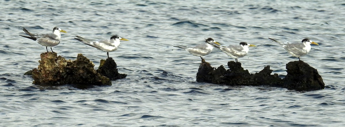 Great Crested Tern - ML136532501