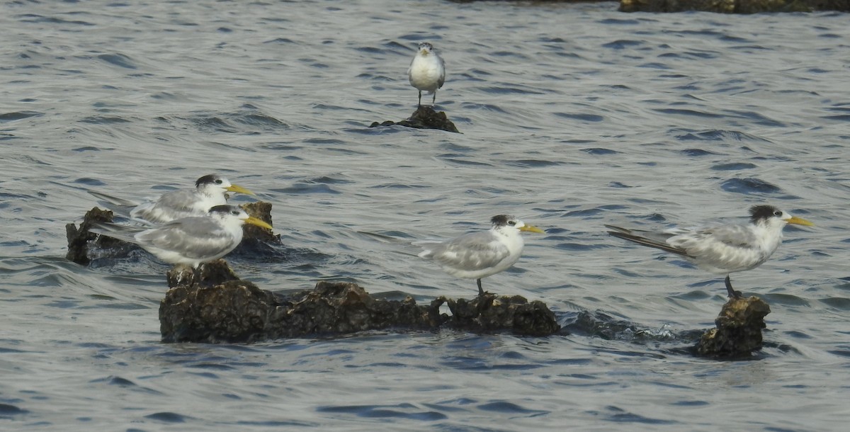 Great Crested Tern - ML136532521